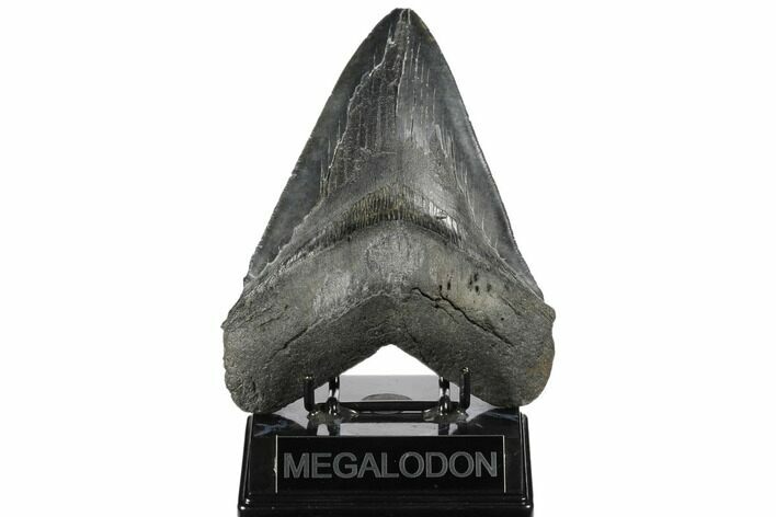 Serrated, Fossil Megalodon Tooth - South Carolina #175937